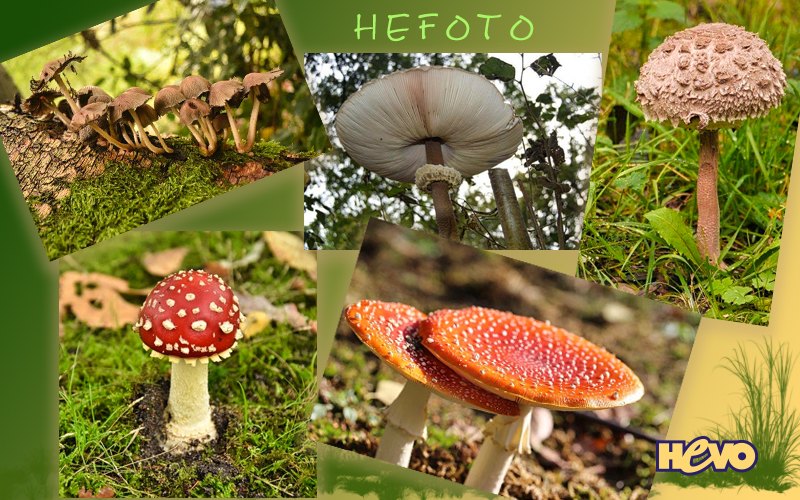 HEFOTO, de fotoclub van HEVO HEFOTO, de fotoclub van HEVO